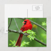 Carte Postale cardinaux rouges (Devant / Derrière)