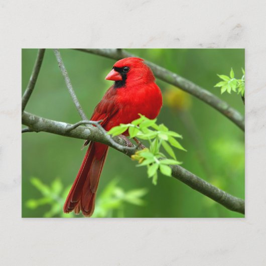 Carte Postale cardinaux rouges (Devant)