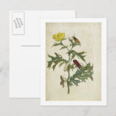 Carte Postale Cardos Spinosus : Cardos et chenilles, plaque 6 (Devant / Derrière)