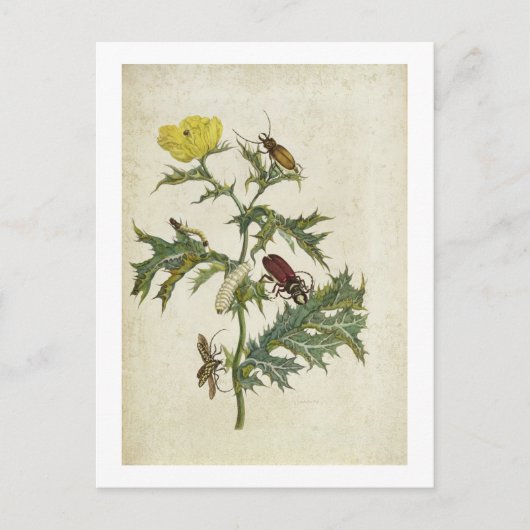 Carte Postale Cardos Spinosus : Cardos et chenilles, plaque 6 (Devant)