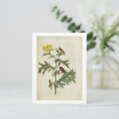 Carte Postale Cardos Spinosus : Cardos et chenilles, plaque 6 (Debout devant)