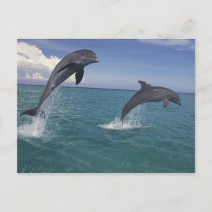Carte Postale Caribbean, Bottlenose dolphins Tursiops 13
