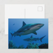 Carte Postale Caribbean Reef Shark (Devant / Derrière)
