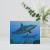 Carte Postale Caribbean Reef Shark (Debout devant)