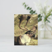 Carte Postale Caribou (Debout devant)