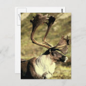 Carte Postale Caribou (Devant / Derrière)