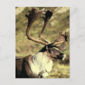 Carte Postale Caribou (Devant)