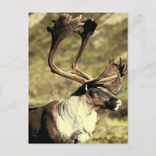 Carte Postale Caribou (Devant)