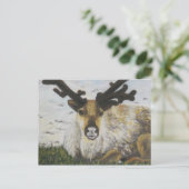 Carte Postale Caribou (Debout devant)