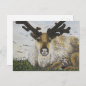Carte Postale Caribou (Devant / Derrière)