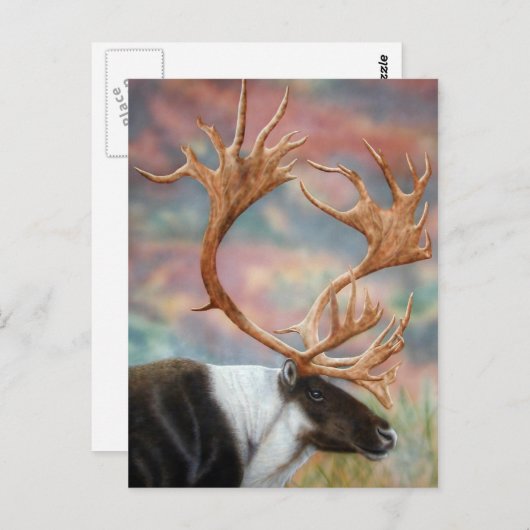 Carte Postale Caribou (Devant / Derrière)