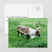 Carte Postale Caribou (Devant / Derrière)