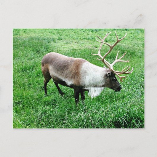 Carte Postale Caribou (Devant)