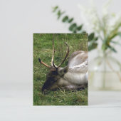 Carte Postale Caribou (Debout devant)