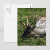 Carte Postale Caribou (Devant / Derrière)