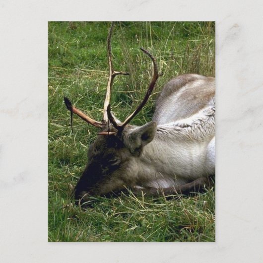 Carte Postale Caribou (Devant)