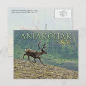 Carte Postale Caribou courant à Aniakchak Caldera, Alaska (Devant / Derrière)