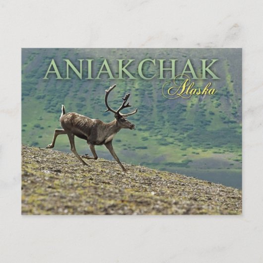 Carte Postale Caribou courant à Aniakchak Caldera, Alaska (Devant)