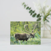 Carte Postale Caribou dans la péninsule de Kenai, Alaska (Debout devant)