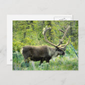 Carte Postale Caribou dans la péninsule de Kenai, Alaska (Devant / Derrière)