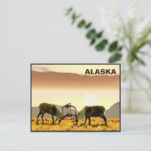 Carte Postale Caribou Duel - Alaska (Debout devant)