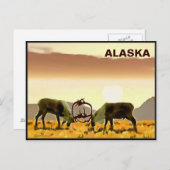Carte Postale Caribou Duel - Alaska (Devant / Derrière)