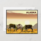 Carte Postale Caribou Duel - Alaska (Devant / Derrière)
