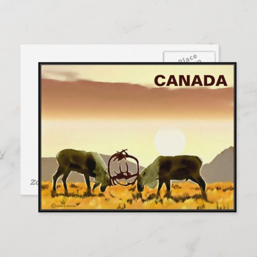 Carte Postale Caribou Duel - Canada (Devant / Derrière)