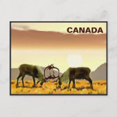 Carte Postale Caribou Duel - Canada (Devant)