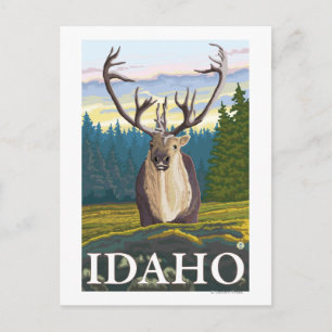 Carte Postale Caribou en pleine nature - Idaho