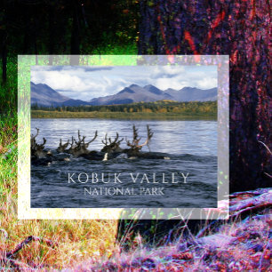 Carte Postale Caribou traversant la rivière Kobuk, Alaska