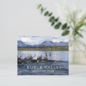 Carte Postale Caribou traversant la rivière Kobuk, Alaska (Debout devant)