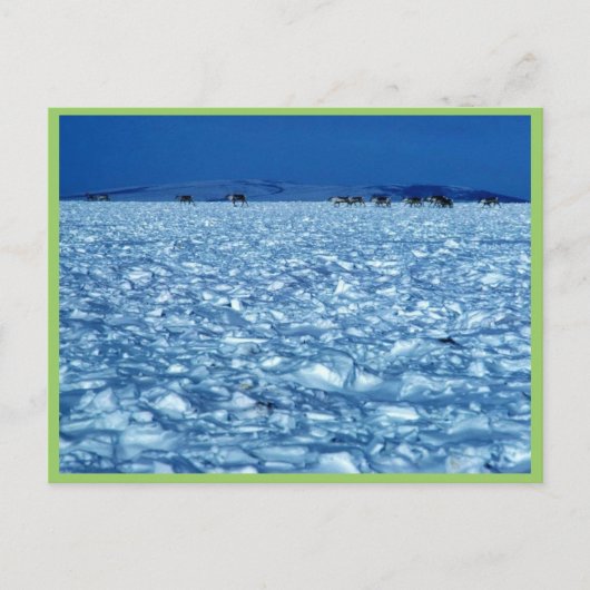 Carte Postale Caribou traversant la toundra enneigée (Devant)