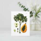 Carte Postale Carica papaya (Papaya) (Debout devant)