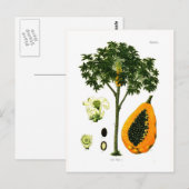 Carte Postale Carica papaya (Papaya) (Devant / Derrière)