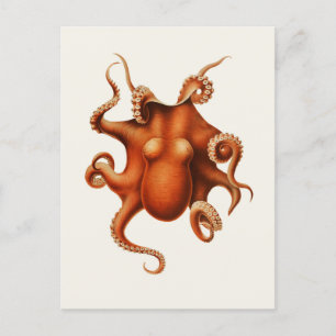Carte Postale Carl Chun Vintage Octopus Illustration Marine