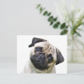 Carte Postale carlin (Debout devant)