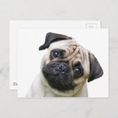 Carte Postale carlin (Devant / Derrière)