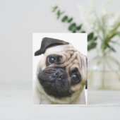 Carte Postale carlin (Debout devant)