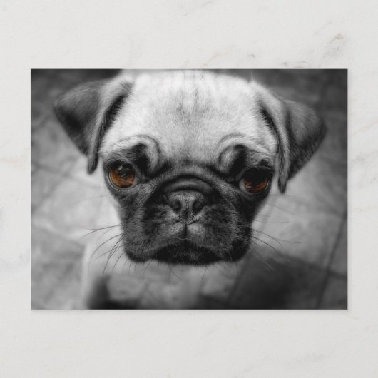 Carte Postale Carlin (Devant)