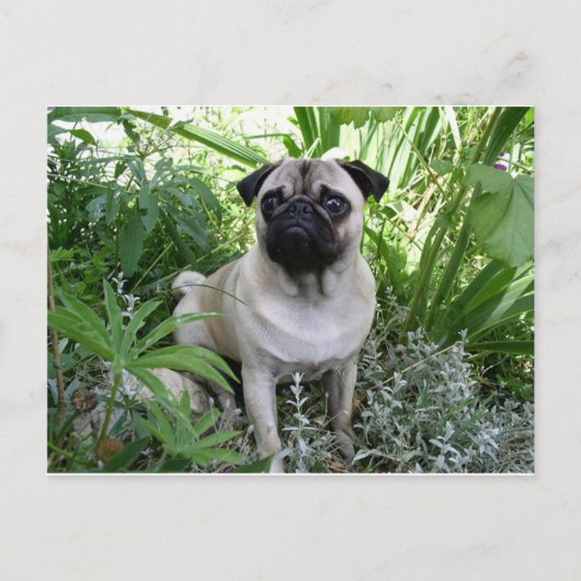 Carte Postale carlin assis (Devant)