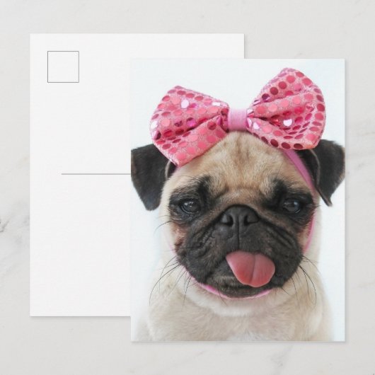 Carte Postale Carlin avec Bow rose (Devant / Derrière)