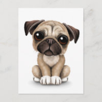 Carlin bébé mignon Chien chiot sur blanc