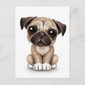 Carte Postale Carlin bébé mignon Chien chiot sur blanc (Devant)