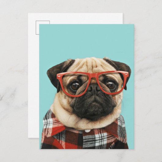 Carte Postale Carlin Chemise Plaid (Devant / Derrière)