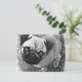 Carte Postale Carlin Chien Chien (Debout devant)