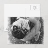 Carte Postale Carlin Chien Chien (Devant / Derrière)