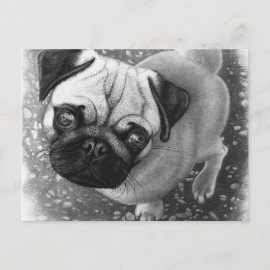 Carte Postale Carlin Chien Chien (Devant)