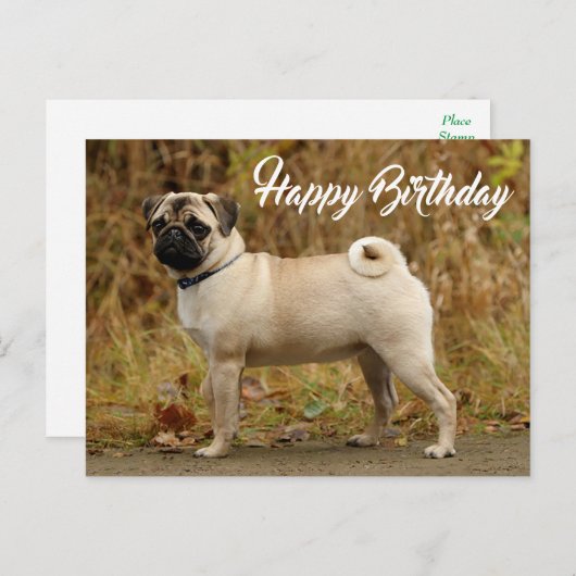 Carte postale Carlin Chien Chien Chien Chien Heure (Devant / Derrière)