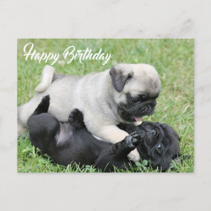 Carte postale Carlin Chien Chien Chien Chien Heure